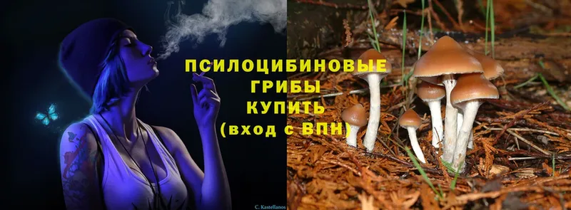 купить наркоту  Бирск  Галлюциногенные грибы Psilocybine cubensis 